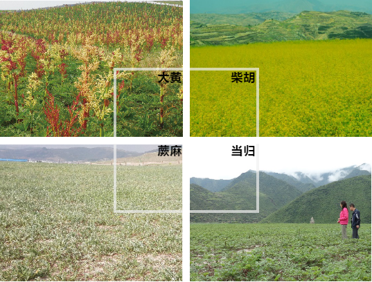【甘南政府招商推介】立足生態(tài)優(yōu)勢，推動綠色發(fā)展，打造青藏高原上的生態(tài)文明高地